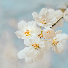 Image by Jei Lee