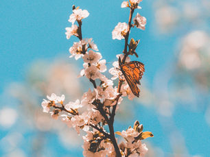 The Journey to Grace – Barbara Taylor