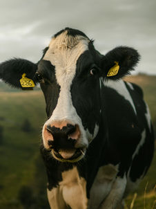 Vaca lechera saliendo del hato por problemas de salud o reproducción
