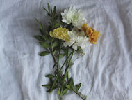 History and Meaning of Chrysanthemum Flowers