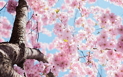 Japan cherry blossom