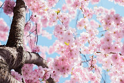 Japan cherry blossom