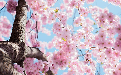 Image de Arno Smit