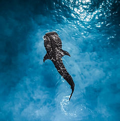 Tiburón Ballena