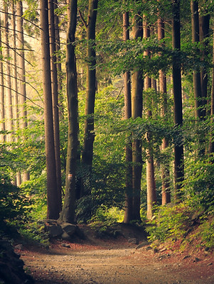 Image by Lukasz Szmigiel