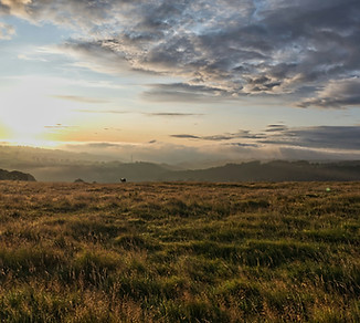 Image by Andy Carne