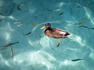 Canard dans l'eau