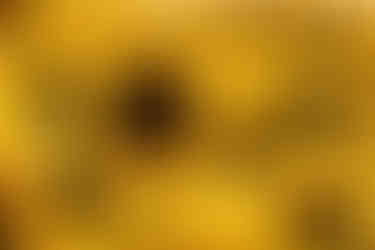 Florboxoxo Online Flowers Shop Yellow Queen Lemon Sunflowers Yellow Classic Sunflowers Types of Sunflowers