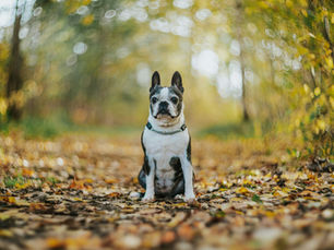 Le Boston Terrier