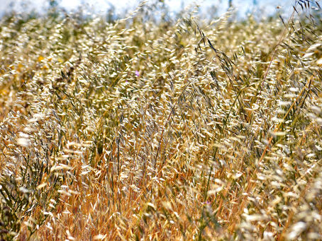 Highlights, Oats & Technicals, Markets & Rain Days Update 9/19/22