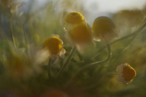 Image de Liana S