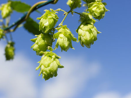 Hop flowers