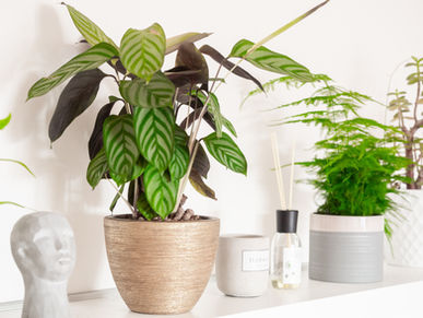 Plants in Pots symbolize balance and good energy in Feng Shui.