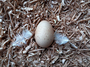 Le premier oeuf de poule dans le nichoir.
