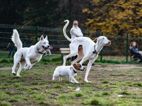 Sozialisierung: Die besten Tipps für den Umgang mit anderen Hunden