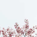 Image by tsuyoshi kozu