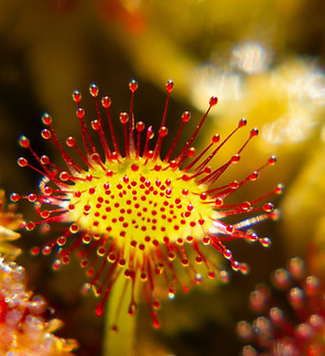 Image by Théotim THORON