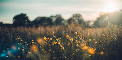 Image by Dan Senior