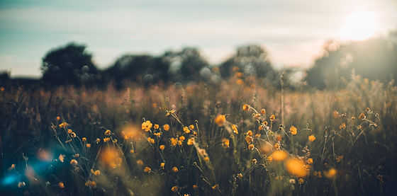 Eco therapy