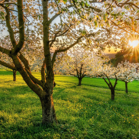 Grab Two FREE National Trust Tickets From Octopus Energy
