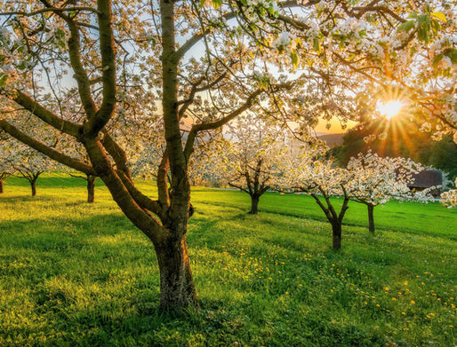 Grab Two FREE National Trust Tickets From Octopus Energy
