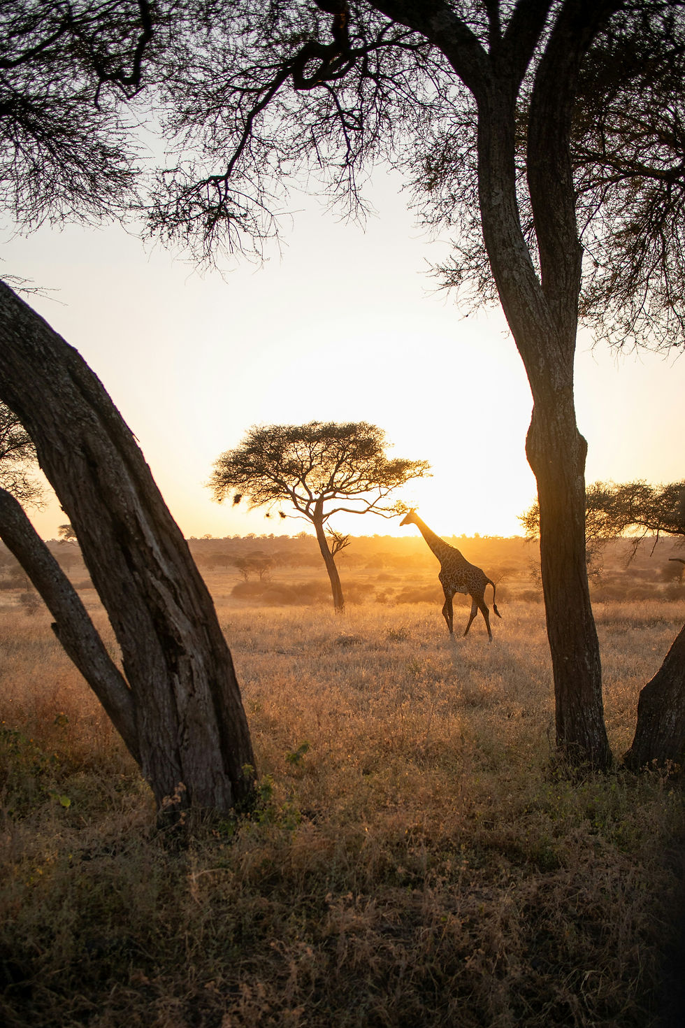 Image by Wouter Groote Veldman