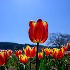 Image by Kouji Tsuru