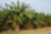 Image by Vije Vijendranath
