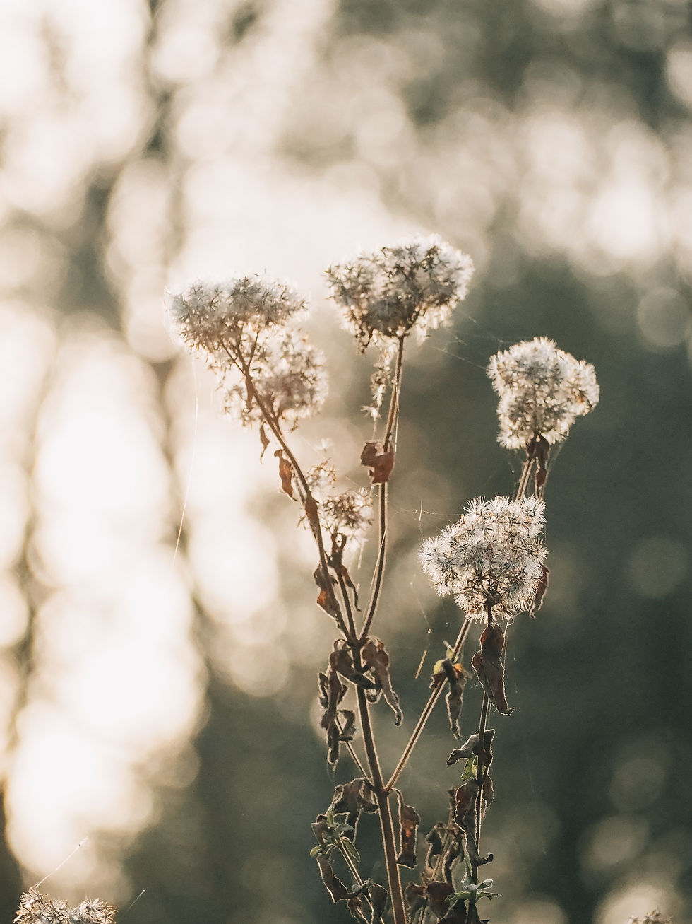 Image by Sha Ro
