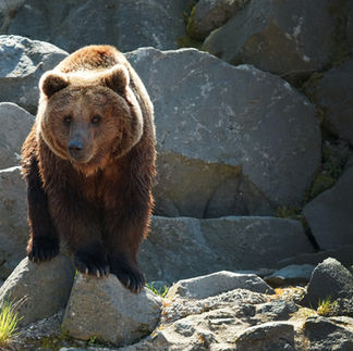 Grizly bear at Glacier National Park, Montana