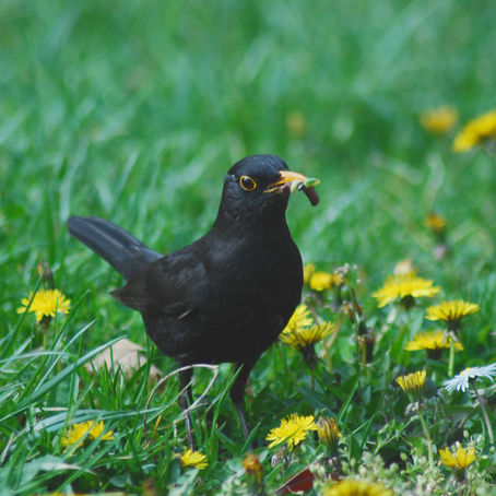 The early bird catches the worm!