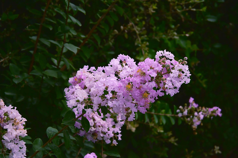 緑の葉を背景に、淡いピンクの花房が枝いっぱいに咲くクローズアップ。やわらかく華やかな雰囲気。