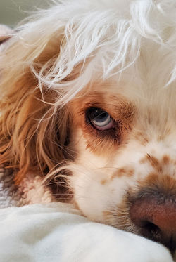 Image by Sophie Van Luvanee