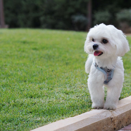 Was ist der Unterschied zwischen Havaneser und Malteser? 