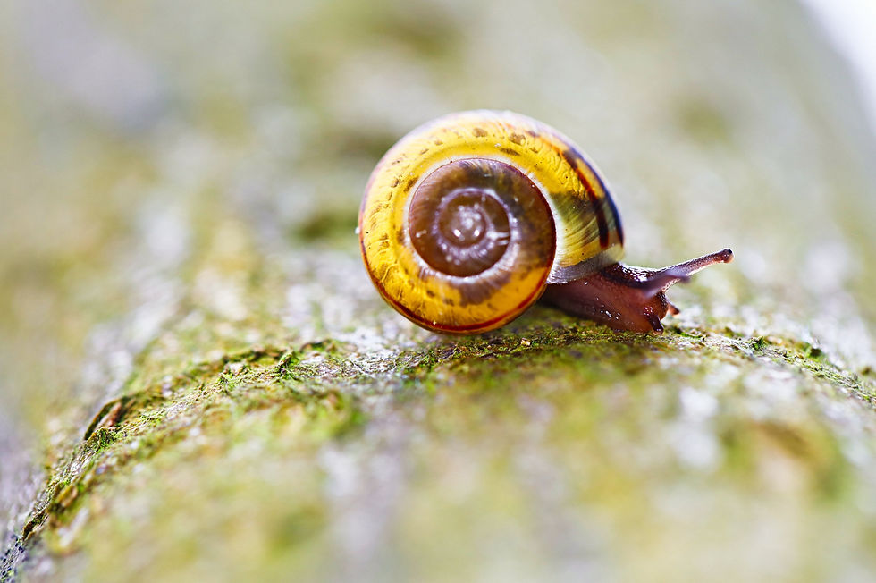 Image by Kevin Grieve