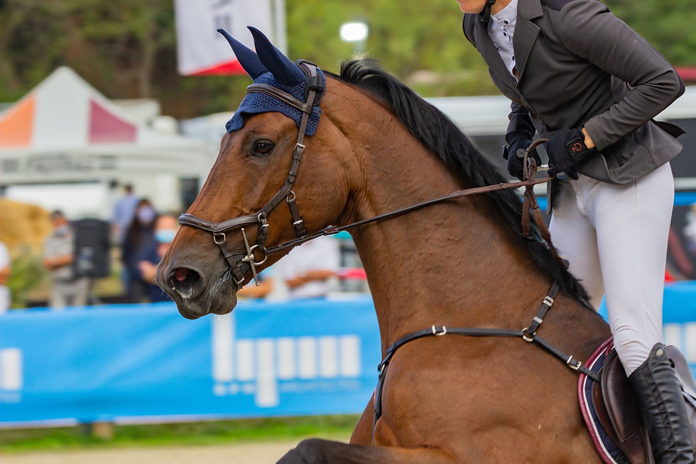 HOW TO MAKE PAWNS FOR YOUR HORSE IN 6 STEPS