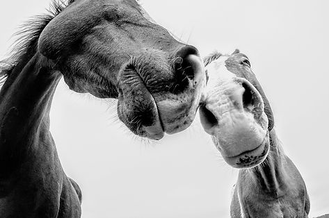 Image by Vivian Arcidiacono
