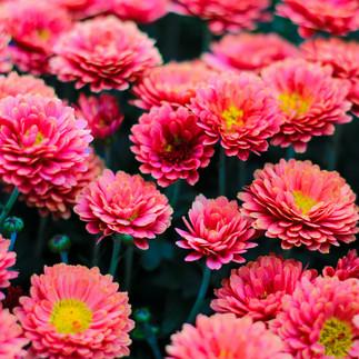 Fleurs œillets pour parterre jardin été