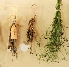 Image by Ilse Orsel