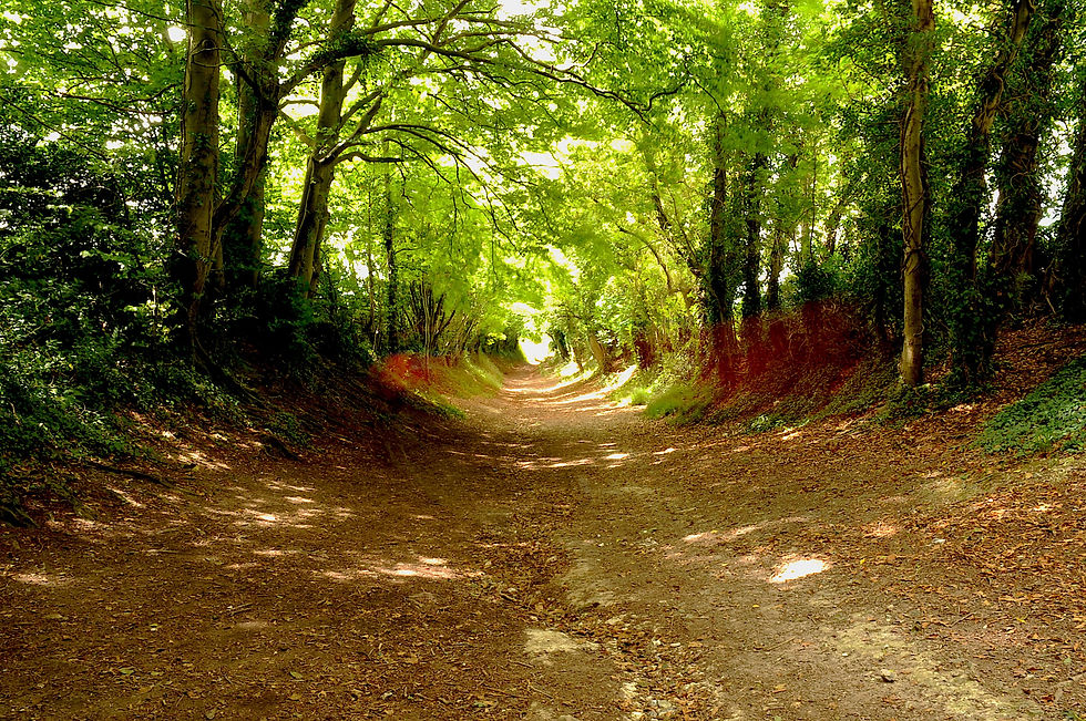 Forest path in west sussex