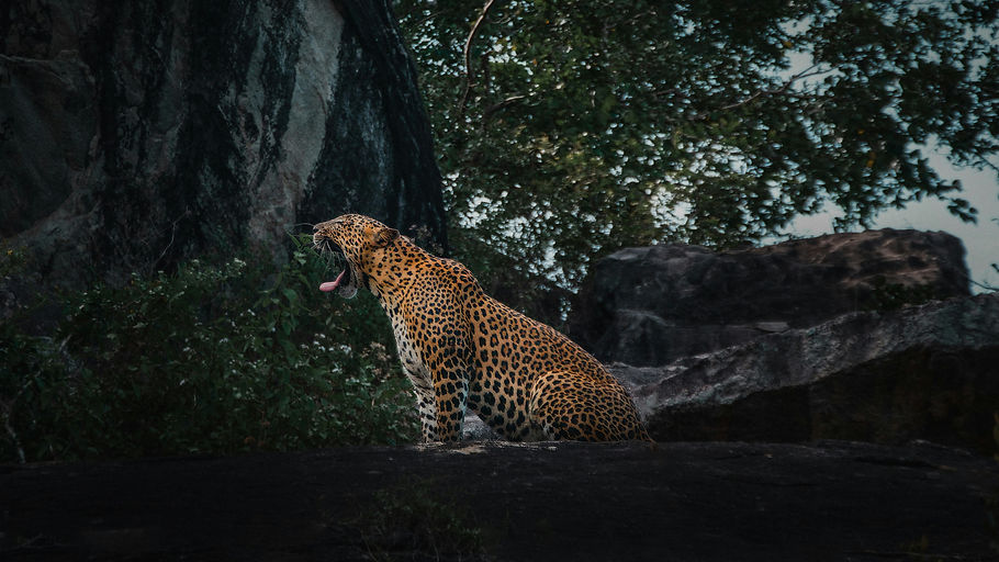 Image by Tommaso Delton