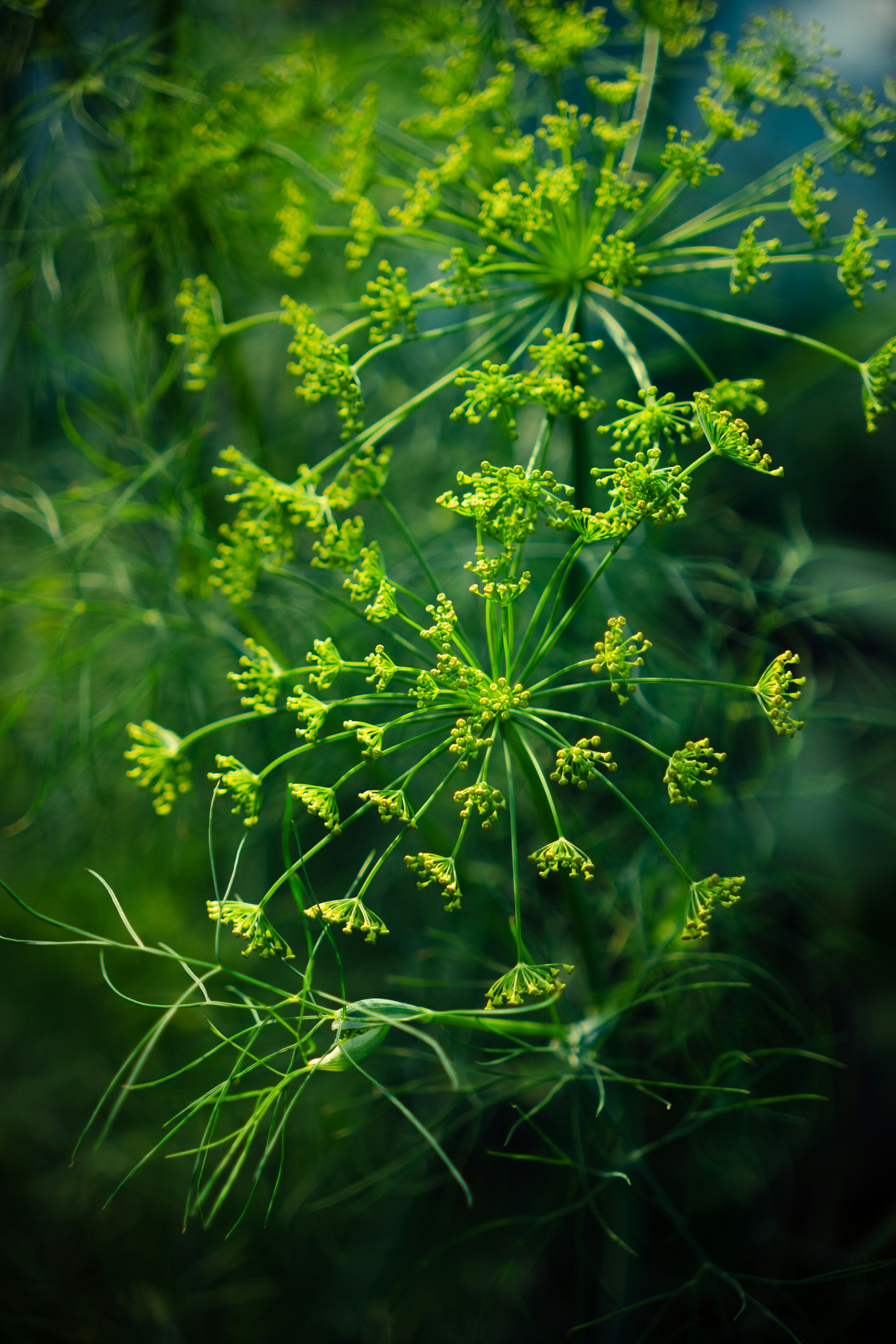 Dill seeds 1.5g (2000 seeds) perennial