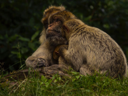 😇 Nous sommes tous des êtres sensibles