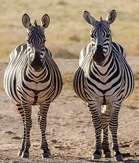 Image by Neil and Zulma Scott