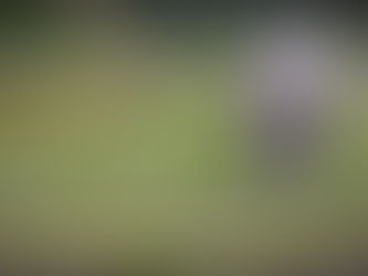 How to visit Kaziranga National Park to see the Great One-Horned Rhino