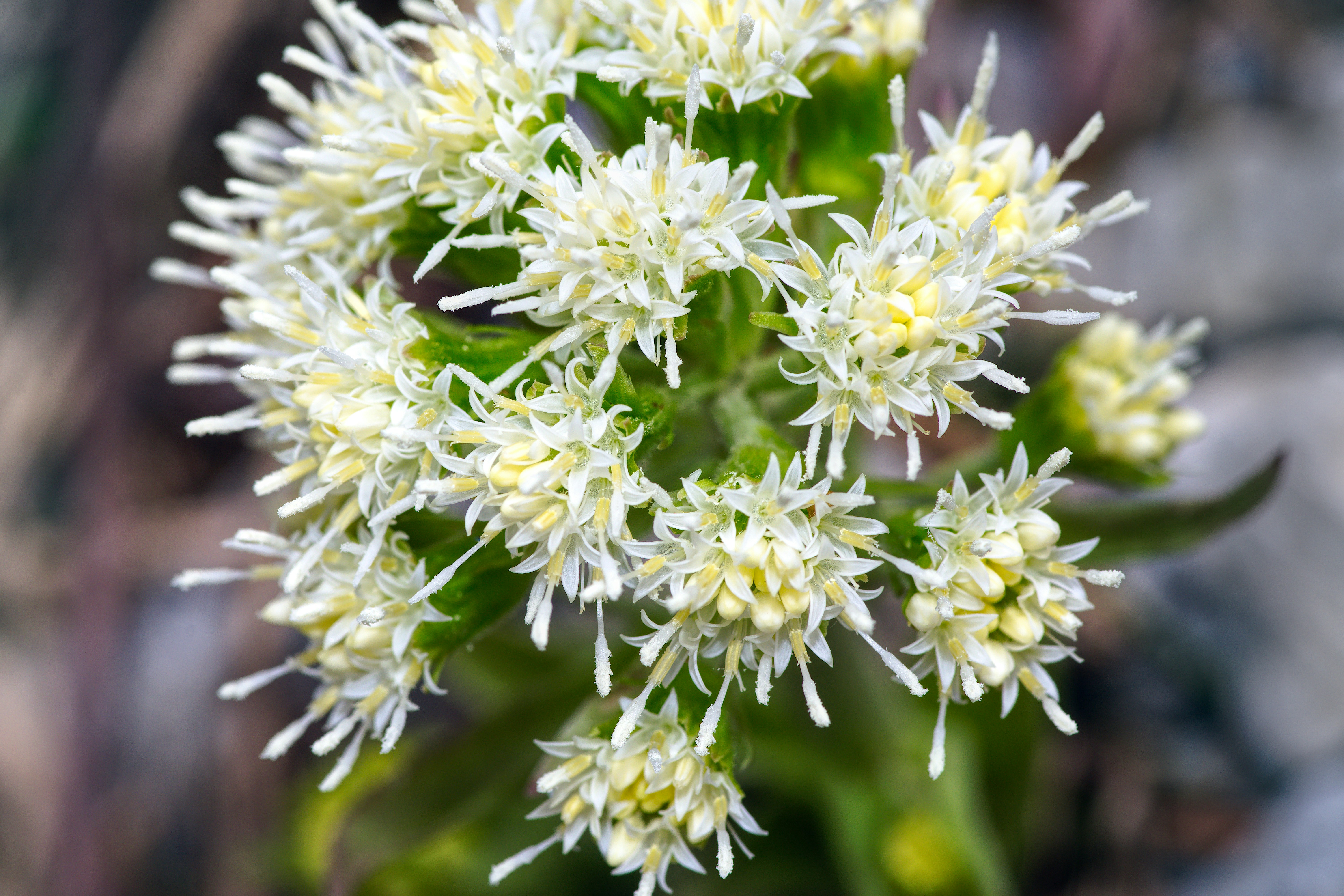 butterbur plant