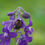 Thumbnail: Larkspur