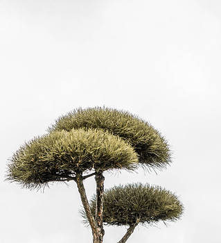 Image by Aron Yigin