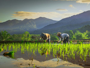 Agritech: Harapan untuk Memuliakan Kembali Profesi Petani