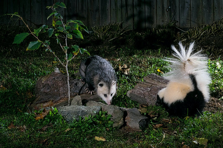 Image by Jack Bulmer